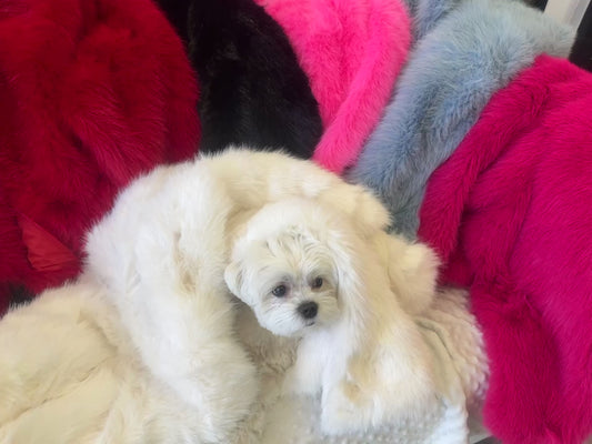 Teddy Jacke